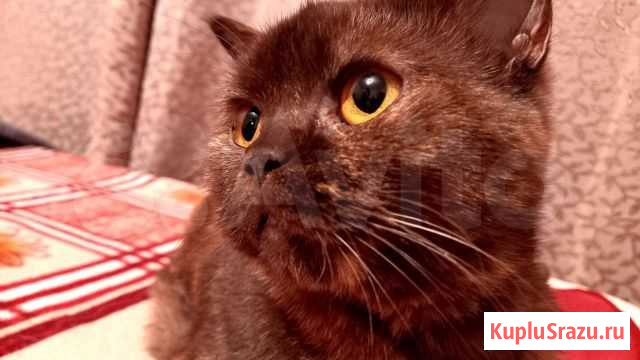 Лежанка для животных Ангарск - изображение 1