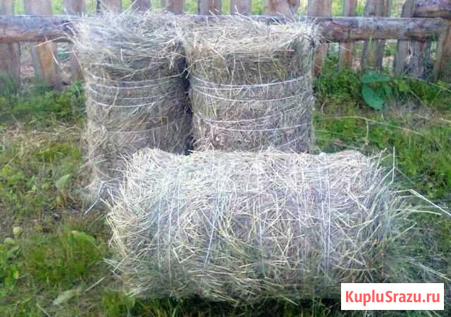 Сено луговое в тюках 25 кг Курск - изображение 1