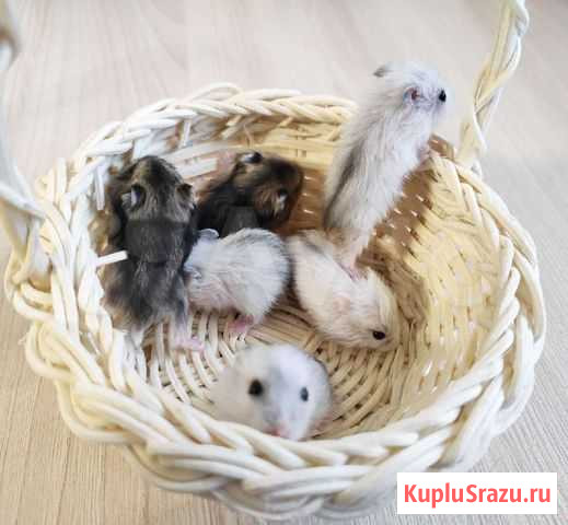 Хомяки джунгарики Нижний Новгород - изображение 1