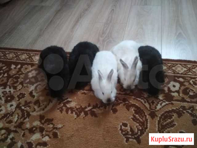 Кролики Ижевск - изображение 1