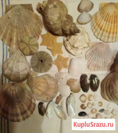 Ракушки(все) Хабаровск - изображение 1
