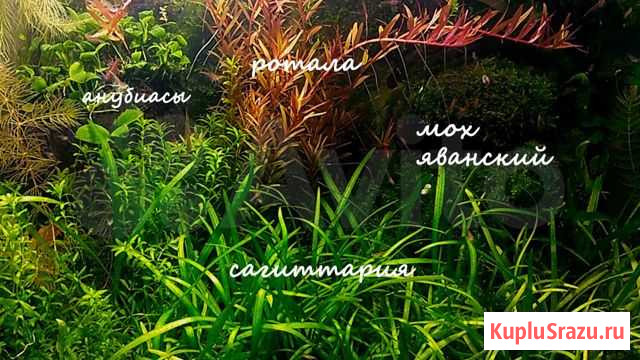 Большая Прополка Балашиха - изображение 1