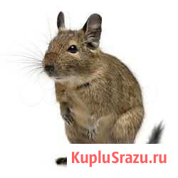 Дегу Киров - изображение 1