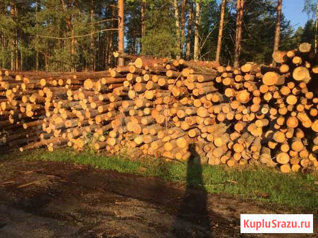 Лес хвойный тонкомер Людиново - изображение 1