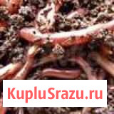 Калифорнийские черви Уфа - изображение 1