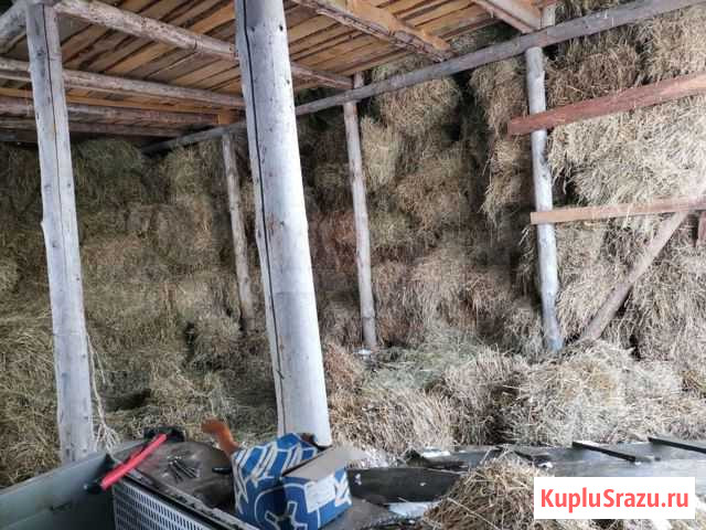 Сено в кипах Кострома - изображение 1