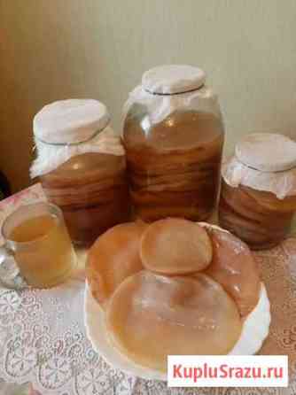 Гриб чайный (Комбуча ) Москва