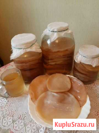 Гриб чайный (Комбуча ) Москва - изображение 1