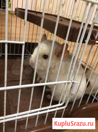 Шиншилла Видное - изображение 1