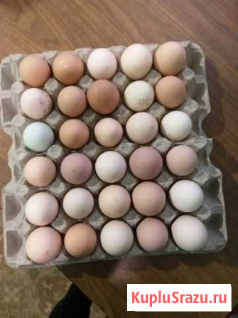 Куриное яйцо Кемерово - изображение 1