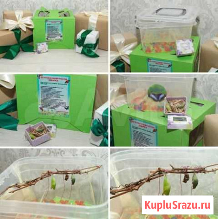 Мини-ферма бабочек Калининград - изображение 1