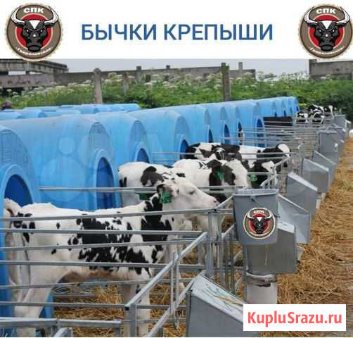 Бычки на откорм Елань - изображение 1