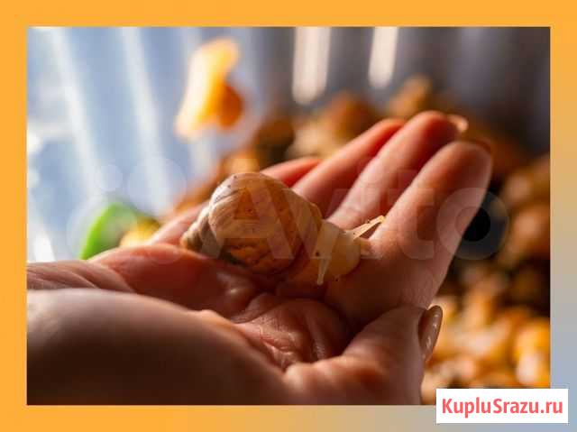 Улитки Ахатины Набережные Челны - изображение 1