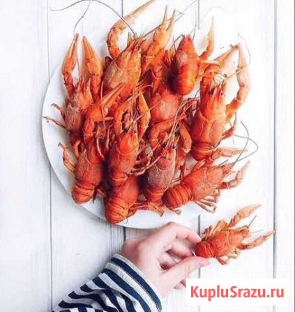 Раки вареные с доставкой и живые Ижевск - изображение 1