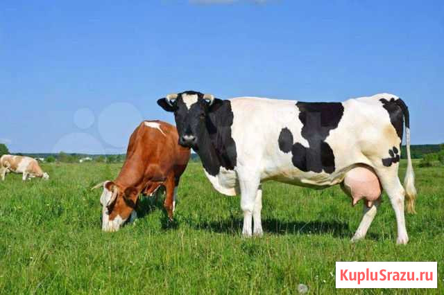Дойные коровы Набережные Челны - изображение 1