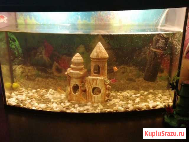 Аквариум Нижний Новгород - изображение 1