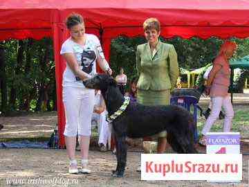 Профессиональный хендлер Москва