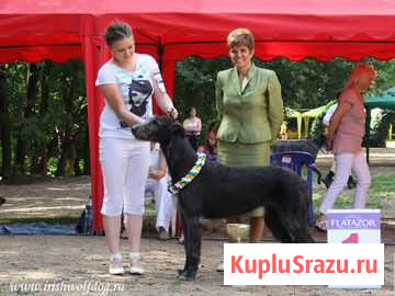 Профессиональный хендлер Москва - изображение 1