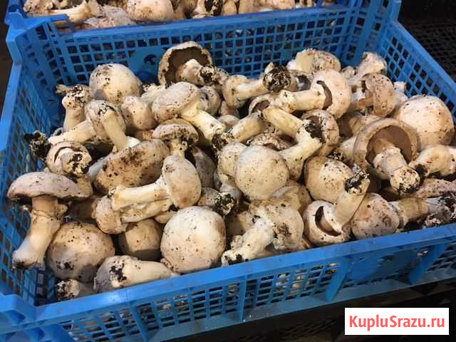Грибы свежие с фермы (некондиция) Орехово-Зуево - изображение 1
