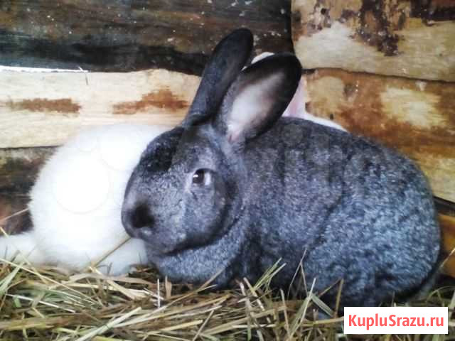 Кролики разных мясных пород Санкт-Петербург - изображение 1