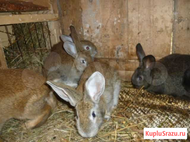 Мясо кролика Саратов - изображение 1