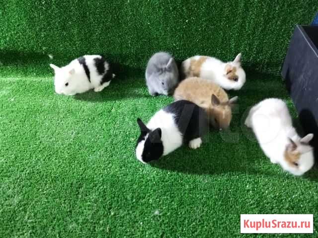 Кролики декоративные Махачкала - изображение 1