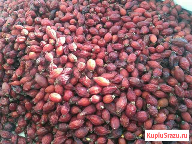 Шиповник Оренбург - изображение 1