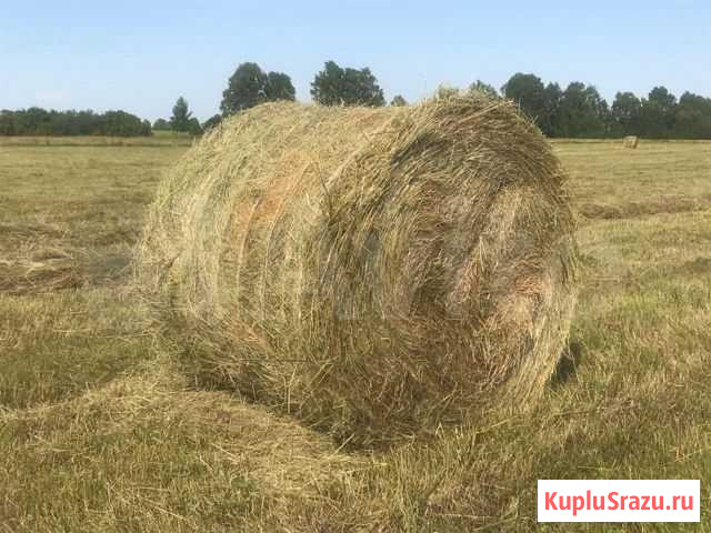 Сено Рязань - изображение 1