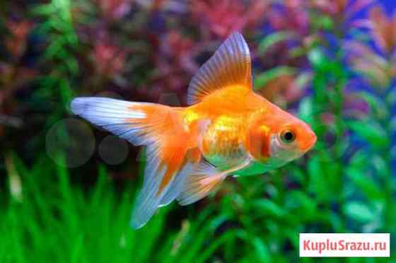 Золотая рыбка- вуалехвост,риукин, ситцевая Набережные Челны