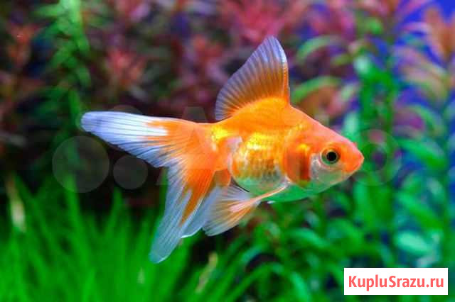 Золотая рыбка- вуалехвост,риукин, ситцевая Набережные Челны - изображение 1