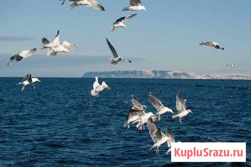 Морская рыбалка Баренцевое море Видяево - изображение 1