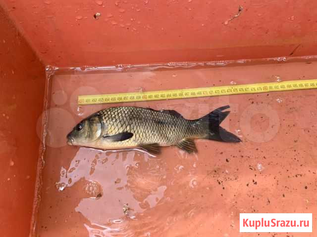 Карп для пруда. Живая рыба. Малёк и товарная Красногорск - изображение 1