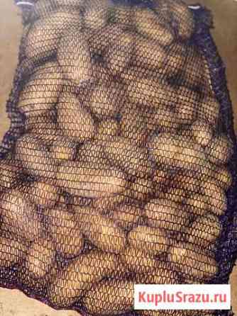 Картофель вологодский Санкт-Петербург