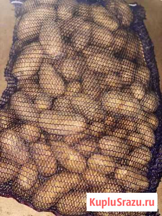 Картофель вологодский Санкт-Петербург - изображение 1