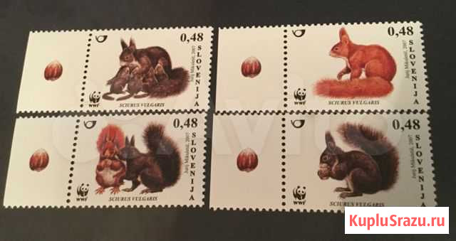 Словения, белки WWF Воронеж - изображение 1