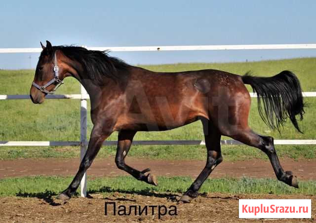 Лошади Кинель - изображение 1