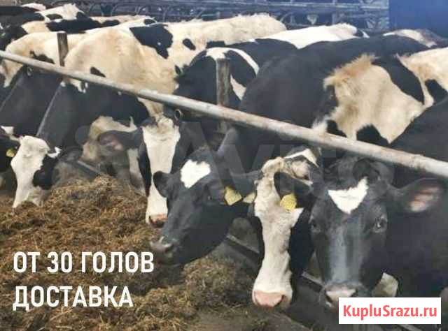 Нетели Телки породные высокоудойные Омсукчан - изображение 1