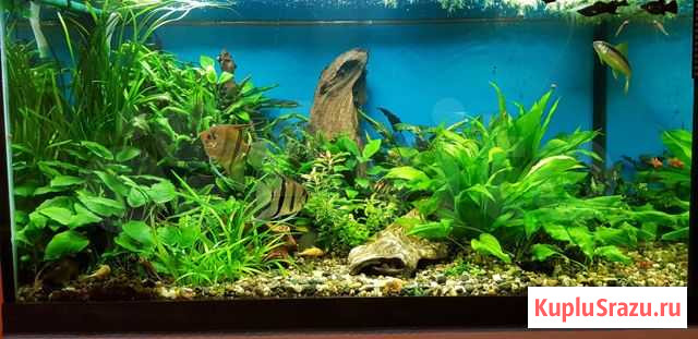 Аквариумные рыбки, растения Нижний Новгород - изображение 1