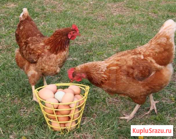 Комбикорм для кур несушек и перепелов Курган - изображение 1