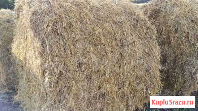 Солома Сосновка - изображение 1