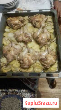 Мясо перепелов Новая Усмань - изображение 1
