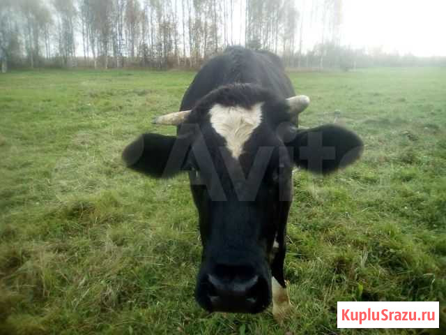 Телка 2 года Куженкино - изображение 1