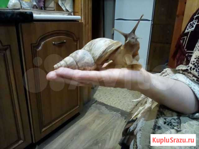 Улитки ахатины. от Раменское - изображение 1