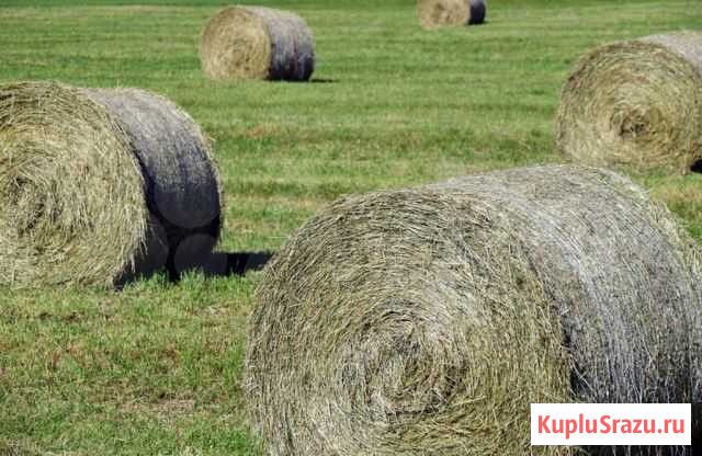 Сено в рулонах по 200, по 250 кг Родники - изображение 1