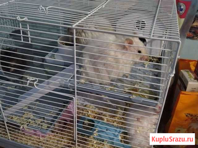 Отдам хомяков Горячий Ключ - изображение 1