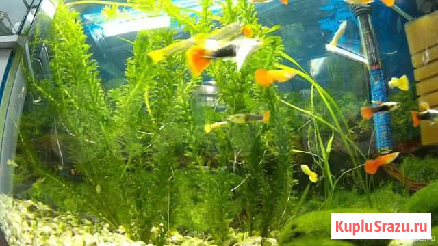 Элодея Горячий Ключ - изображение 1