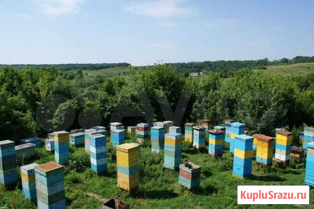 Ульи Петропавловка - изображение 1