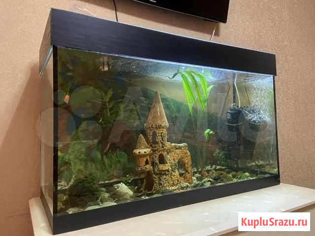 Аквариум Короча - изображение 1