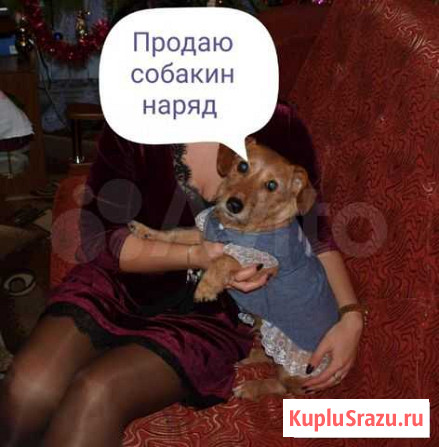 Платье для собаки Курск - изображение 1