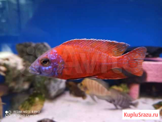 Цихлиды озера Малави Новокуйбышевск - изображение 1